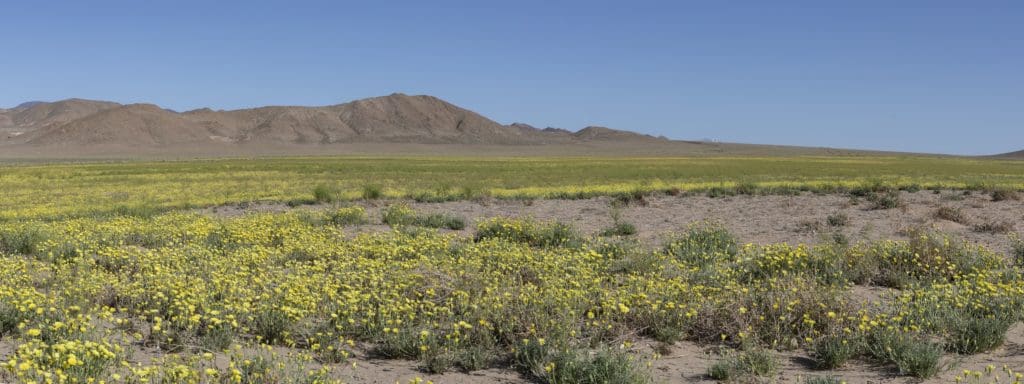 Nevada Desert Dandelions